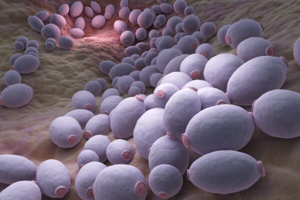 Understanding Candida: A Deep Dive into the World of Yeast and Human Health