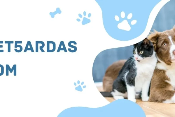 Pet5ardas.com: Exploring the Digital Frontier of Creativity and Innovation