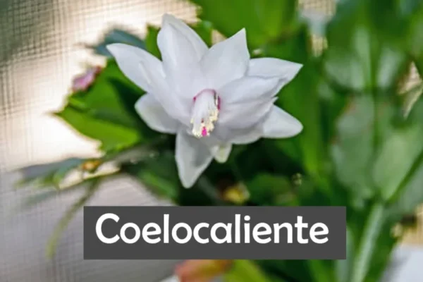 Coelocaliente: Exploring the Rise of a Digital Lifestyle Trend