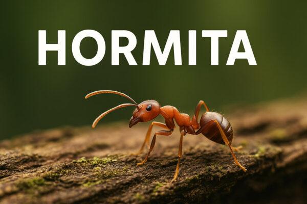 Hormita: A Comprehensive Guide